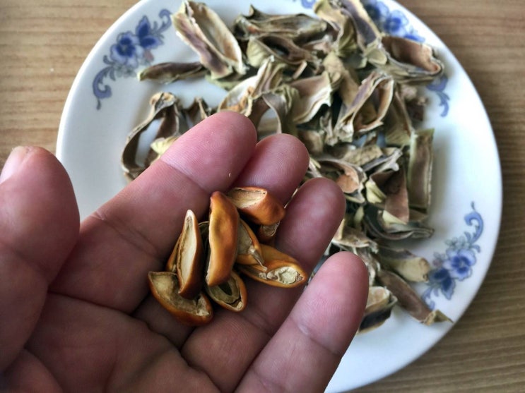  [경기도 우수 농식품] 도두비 초록영농조합 작두콩차 좋아요! 경기농식품유통진흥원 추천!