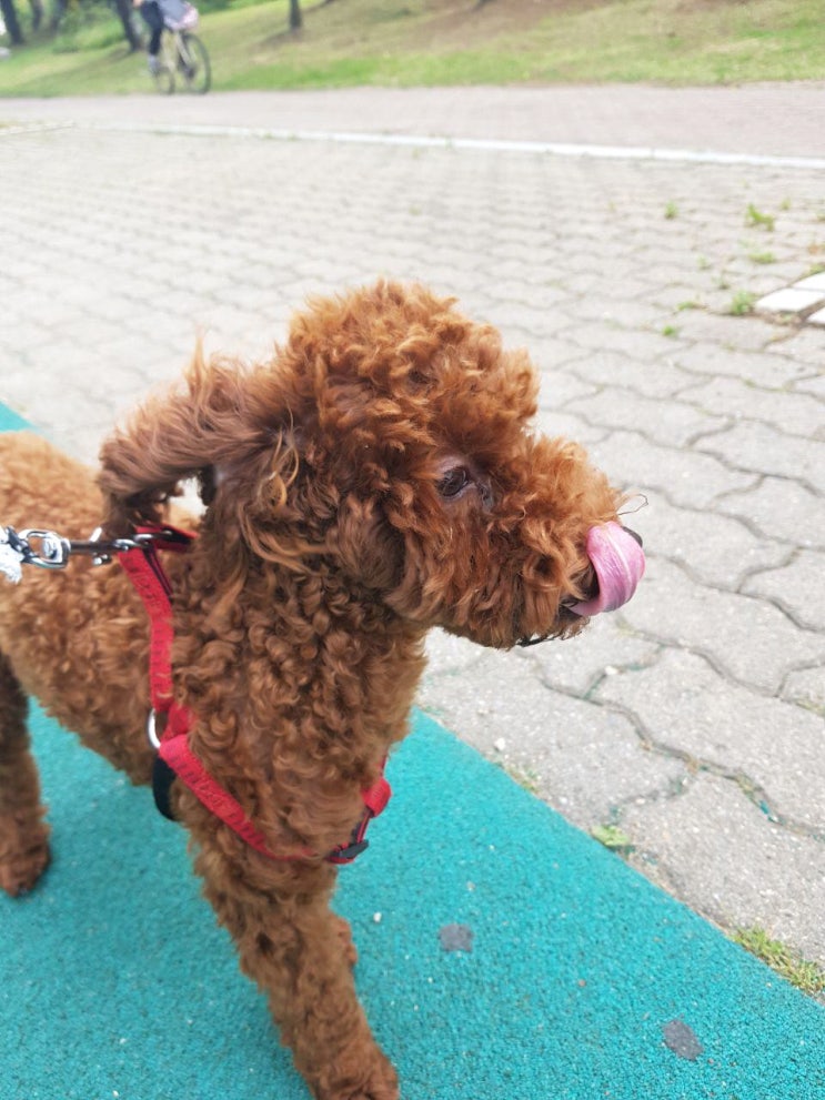  안산 선부동 화랑유원지 강아지 산책하기