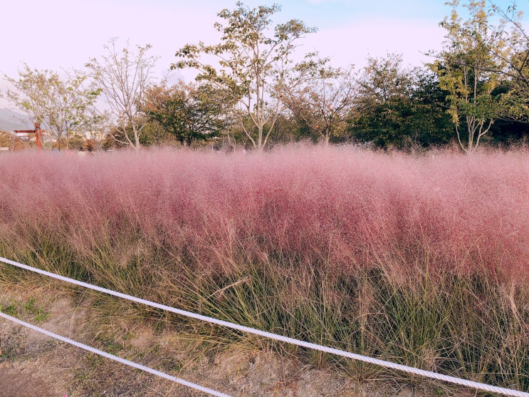  핫한 핑크뮬리 보러 가다
