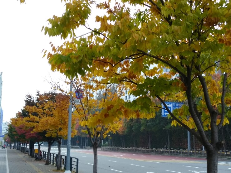  성남시청공원,가을정취,가을단풍,