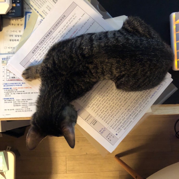  c깜냥일상c