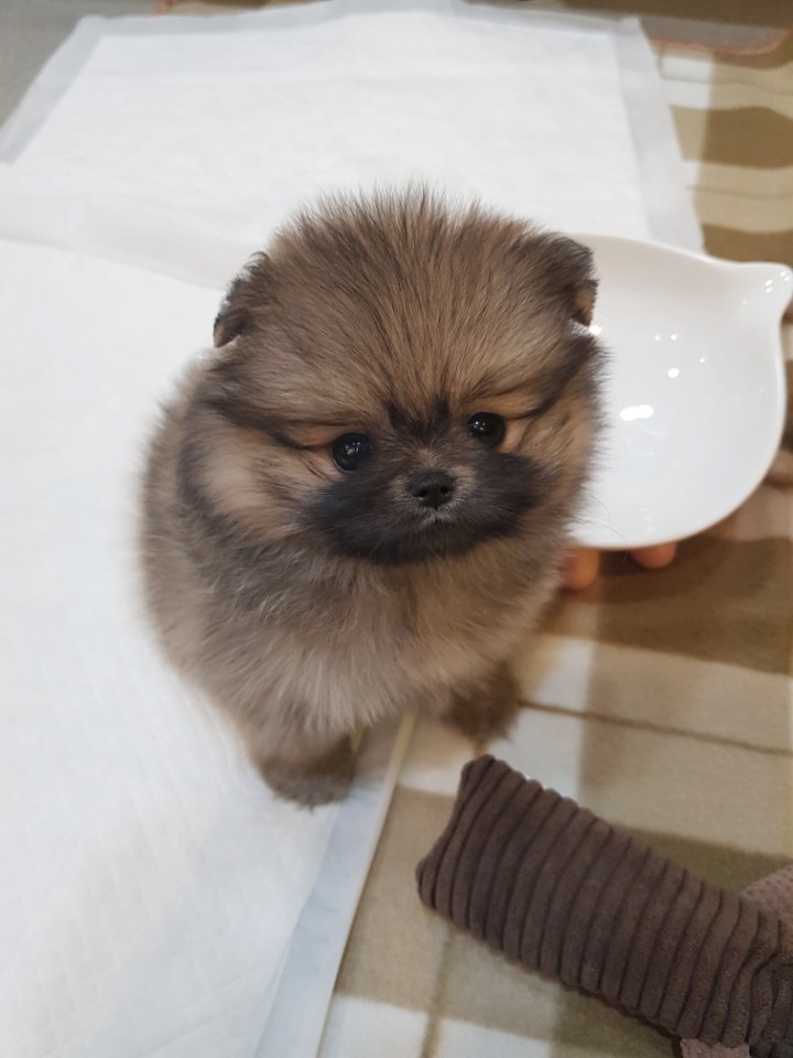   송파구 세이블포메 분양 / 우리는 형제에요 