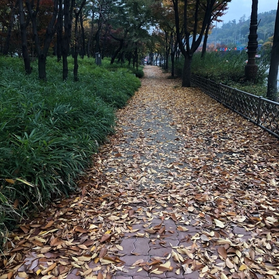  출근길 떨어진 낙엽보니 가을