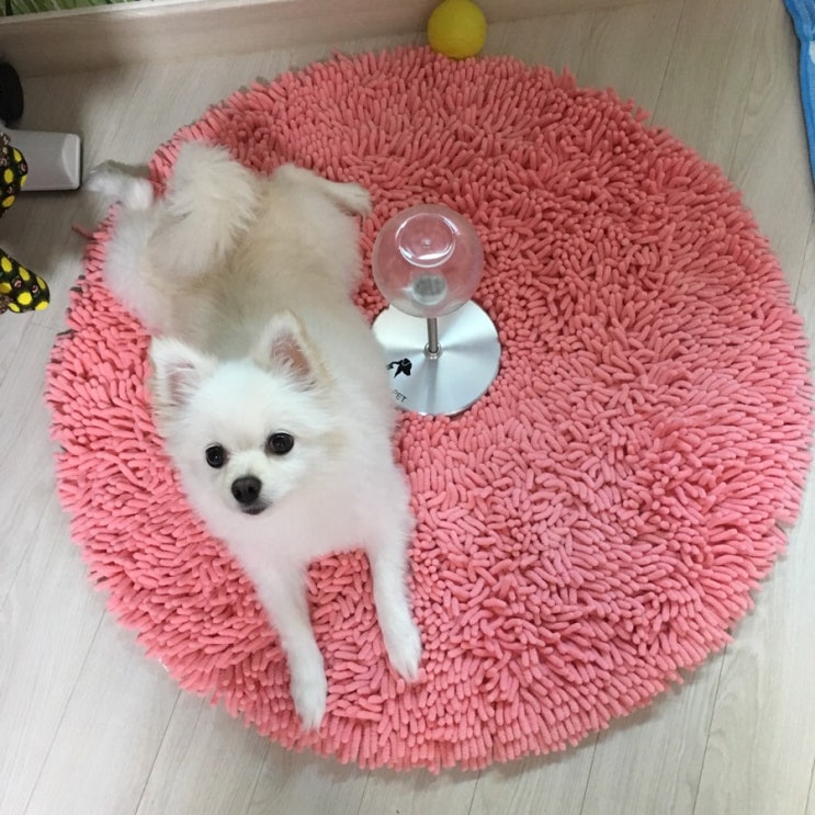  조우니 강아지 킁킁담요 후각놀이 불리불안 노즈워크 돌기형(원형) / 꽥꽥 간식볼