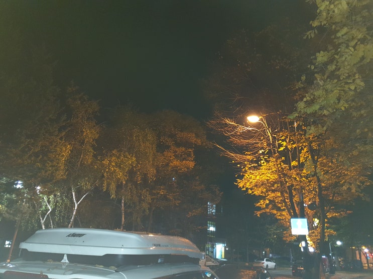 단풍 나무