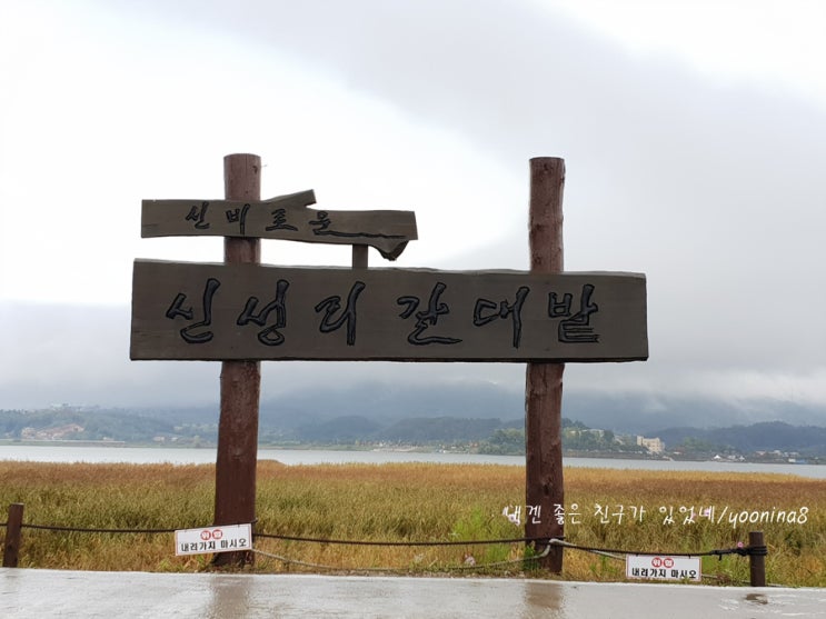  [서천] 신성리갈대밭