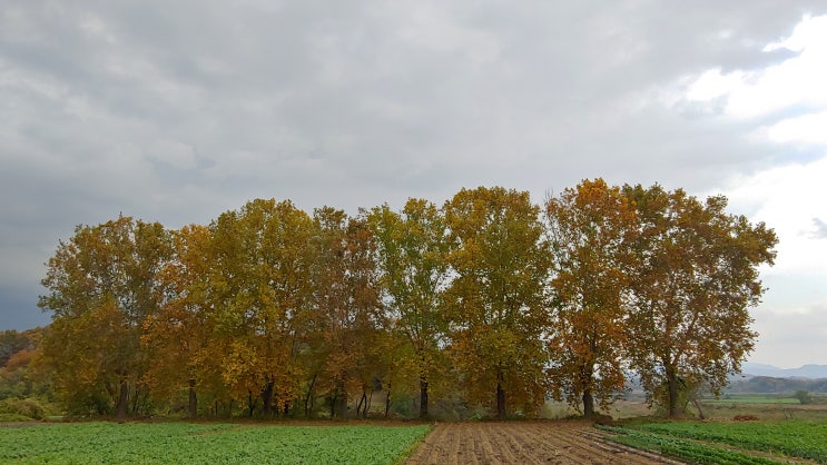 가을색 물든 플라타너스 방풍용 나무