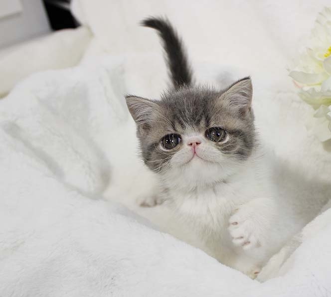  영화 <가필드>에 등장하는 고양이 엑죠틱 분양은 건강한 은평고양이분양전문 몽냥몽냥에서