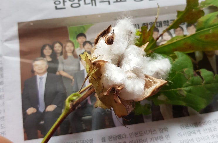  목화 수확/2018 09~