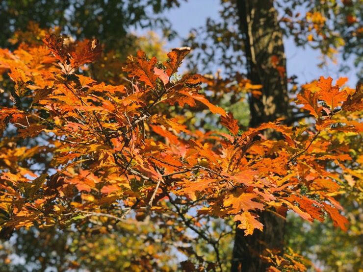  이탈리아워홀 015. 몬자공원 산책(이탈리아 몬자/Monza park/parco di monza)