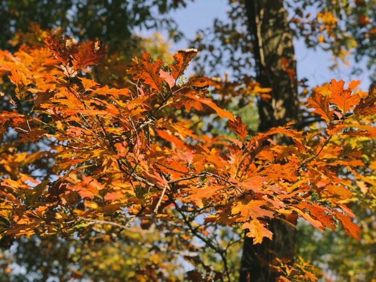 이탈리아워홀 015. 몬자공원 산책(이탈리아 몬자/Monza park/parco di monza)