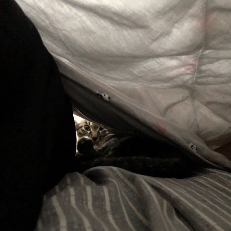  깜냥일상