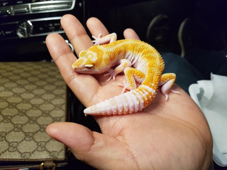 [MiniGecko]미니게코, WY Tremper 수컷 입양!