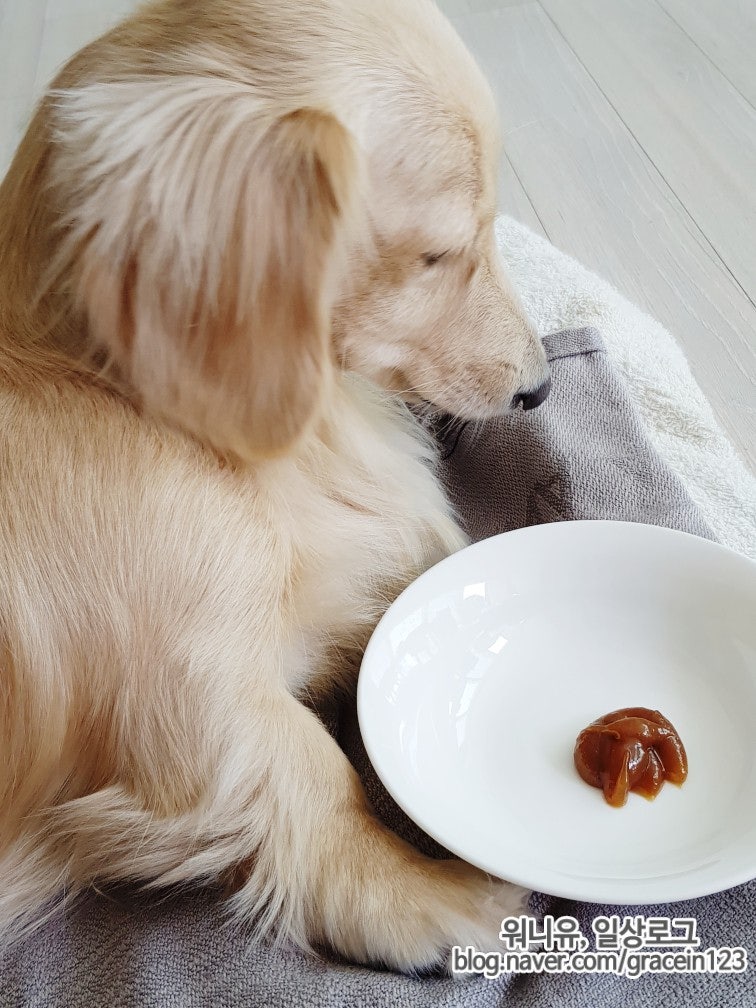 마이뷰 조인트 강아지관절영양제 동물병원 치료보조제 구매후기