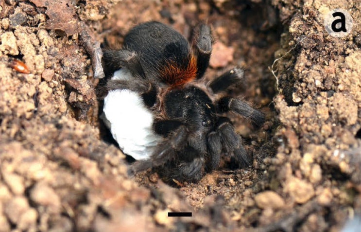 칠레의 신종 호모이옴마 2종 Homoeomma chilensis, Homoeomma orellanai