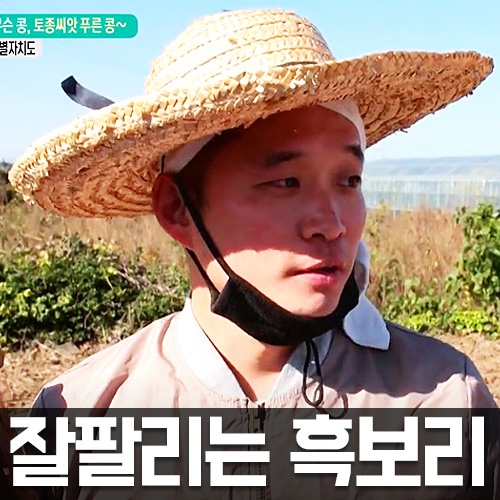  검정보리 제주도 흑보리 요즘 많이들 찾으시네요