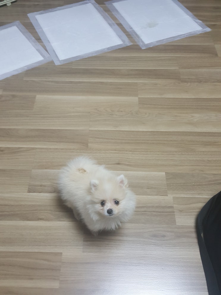  반려견 키우기!강아지 예방접종 비용과 시기는?