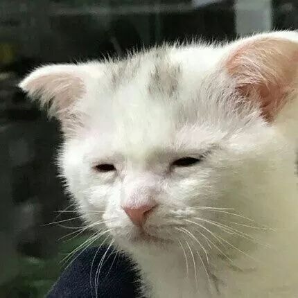 웃긴 고양이짤모음, 망한 고양이 귀여운 사진 : 네이버 블로그