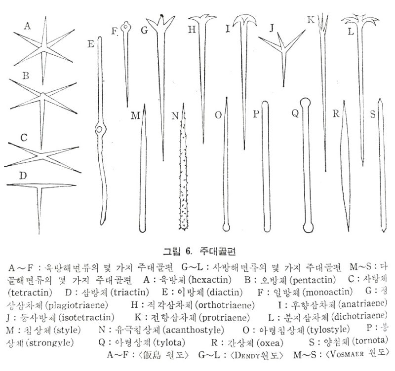 해면 외부형태-1 : 네이버 블로그