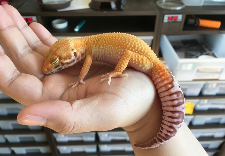  레오파드 게코, 벨 알비노(Bell albino) 포스팅