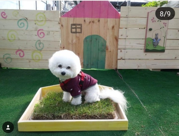  청년농부- 천연잔디배변판