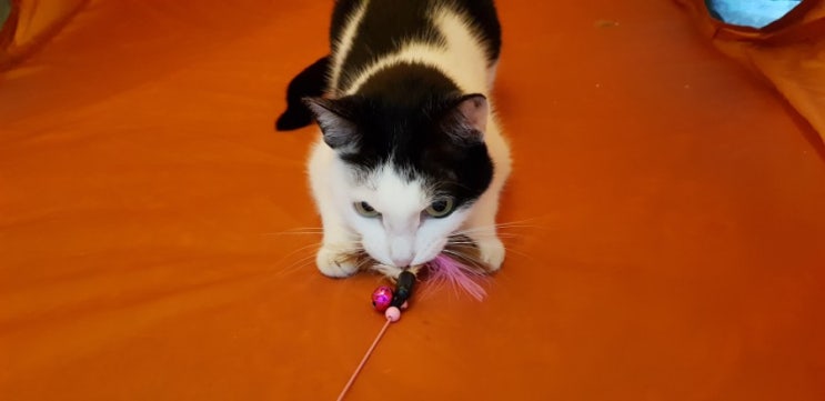 고양이 아홉 마리 잘 먹고 잘 살고