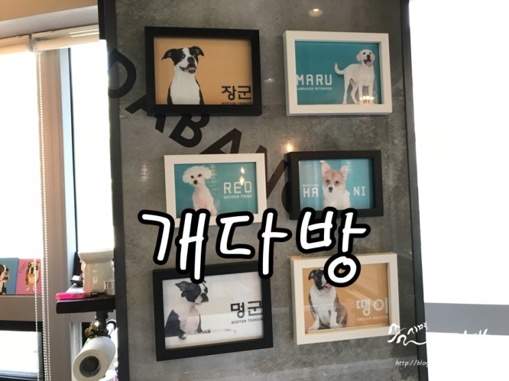  [노원역 애견카페] 노원 애견카페 개다방에서 짱아와 함께 ~