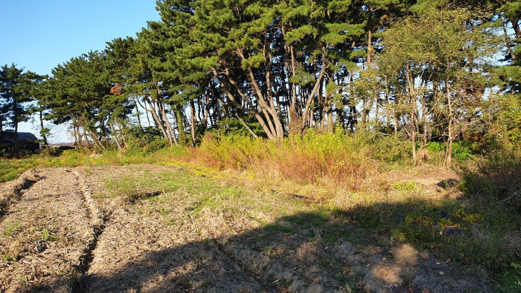  백령도 진촌리 (임) 계획관리지역 1,700㎡ 땅매매 【평지 한가운데 나홀로 임야】