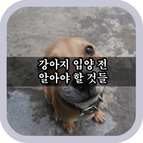  강아지 입양 전 우리가 알아야 할 것들.