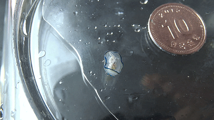  Velella velella / 푸른우산관해파리과 ( Family Porpitidae ) 의 1종