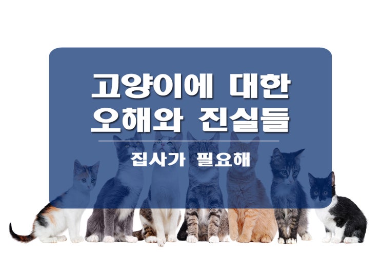  고양이에 대한 오해와 진실들