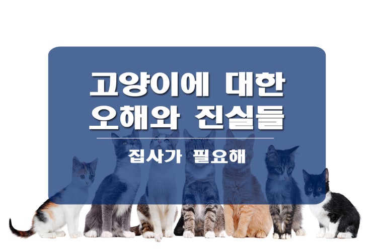 고양이에 대한 오해와 진실들