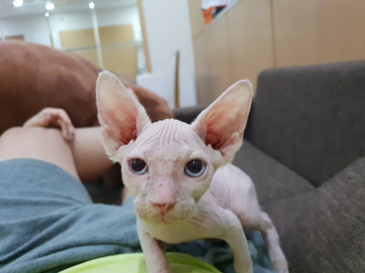  스핑크스고양이 새신랑 소개