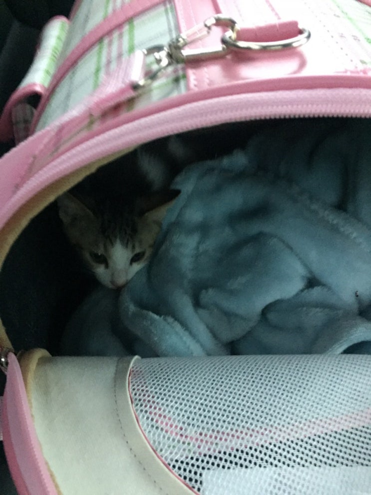  돼냥이의 기질이 보이는 뚠뚠이 첸이