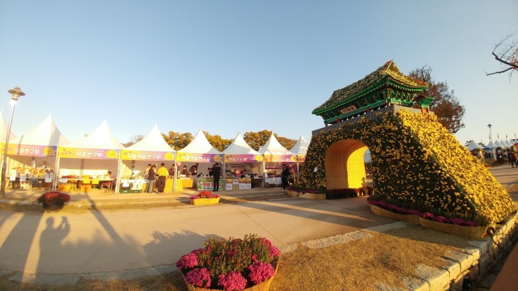 홍성 국화축제 추천 핑크뮬리도 있고 다양한 국화작품과 홍주성 산책