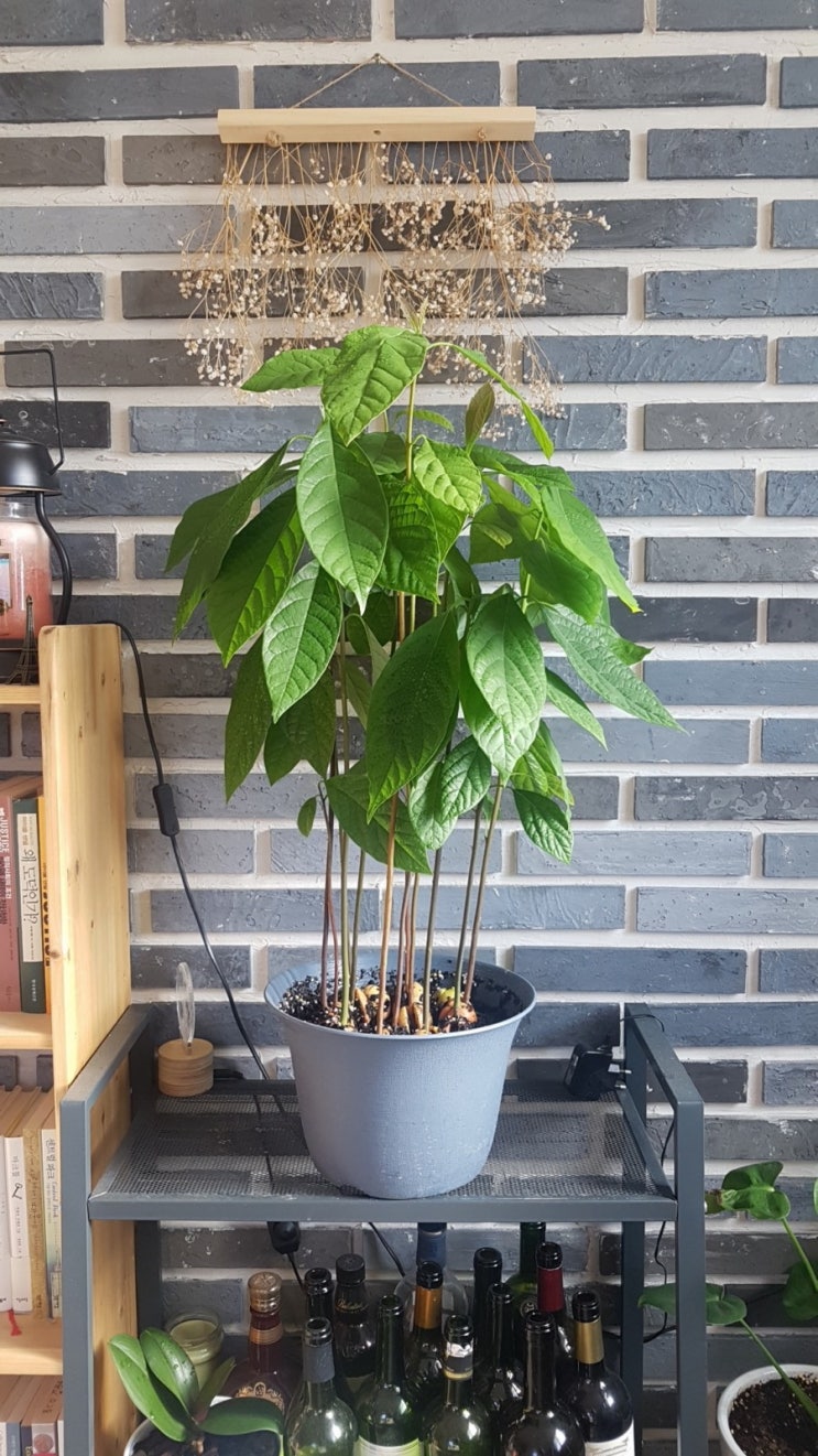  아보카도 다세대 근황c