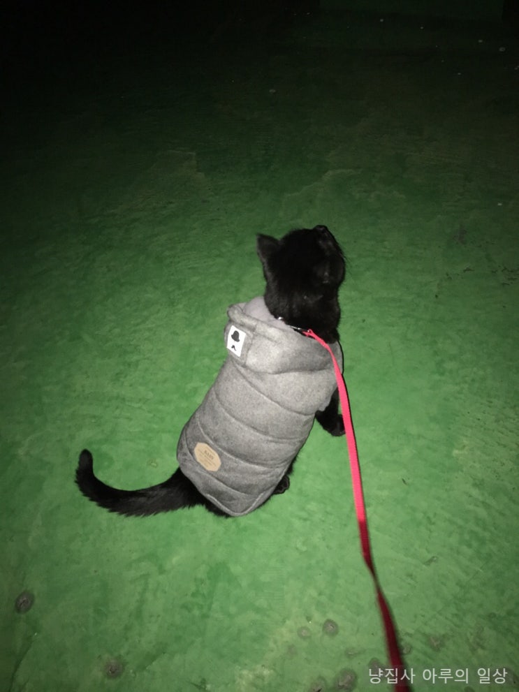  고양이 산책, 과연 가능할까?