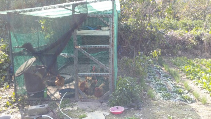 시골 토종닭 기르기 친환경 복지형 닭장
