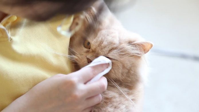 고양이 코에 검은 코딱지가?! 고양이 코 관리 방법 [수원 24시 동물병원] : 네이버 블로그