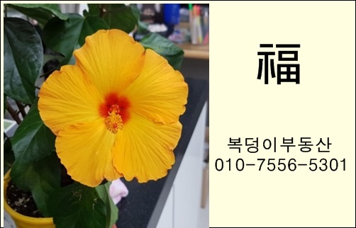  ***경북도청 중심상가(H-1메디컬) 임대호실조사***