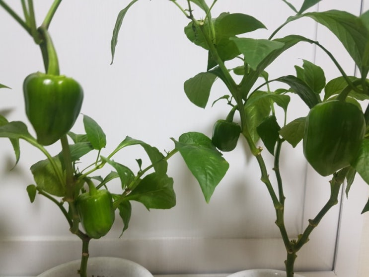  파프리카 일대기(발아부터 열매까지)