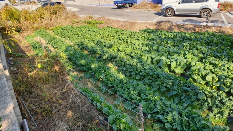  백령도 북포리 (전) 계획관리지역 390㎡ 토지매매 3천8백만원 【백령로변 상가 자리】