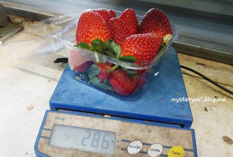  호주워킹홀리데이 세컨비자 딸기농장 팩킹을 하지 말아야 하는 이유