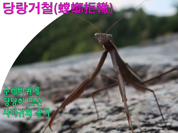  당랑거철 당당한 사마귀