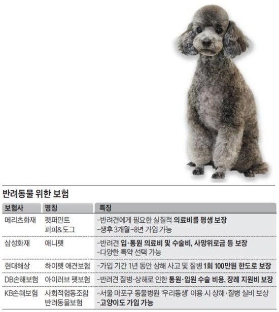 주인님, 제 보험료로 2만원만 쓰시죠 주인님, 제 보험료로 2만원만 쓰시죠