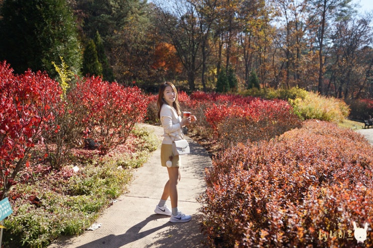 가을 여행 춘천 제이드가든 막바지 단풍 구경 :) 가을 여행 춘천 제이드가든 막바지 단풍 구경 :)
