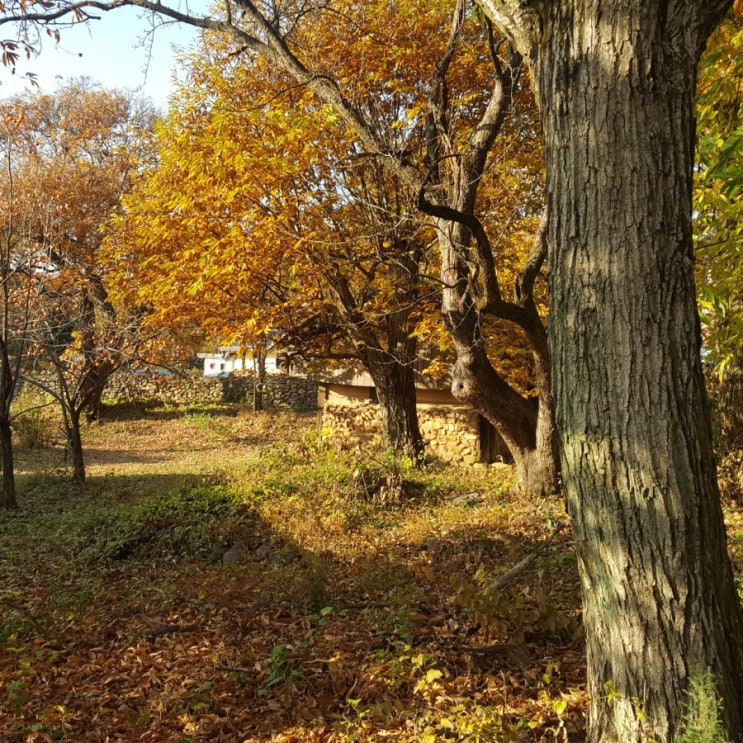  깊어가는 가을 - 깊은산속다람쥐