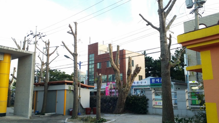  제주조경 한백그린 수목전정 조경수관리 수목관리. 오늘은 전정작업했던 사진입니다.