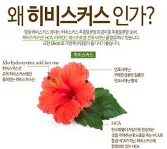 우울증 공부 #23 우울증과 불면증에 좋은 허브차 히비스커스 레몬밤 페퍼민트 카모마일 허브차