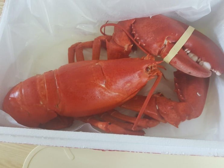  연안부두 랍스터 집에서 먹다